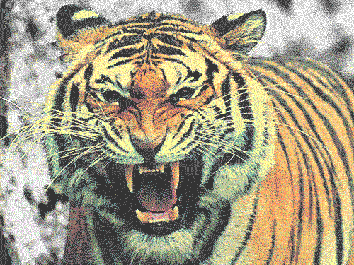 tiger,animals,attack,linkin park,growl