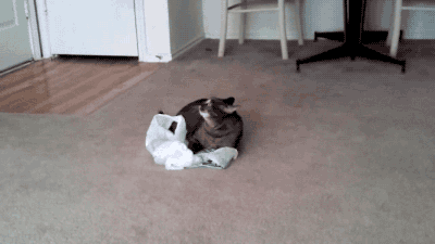cat,bag,plastic bag