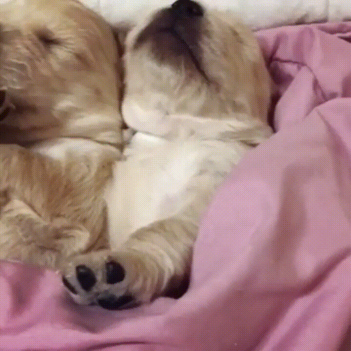 Гифки смешные сплю. Собака под одеялом. Гифки собака спит. Спящие щенки гиф. Собака спит gif.