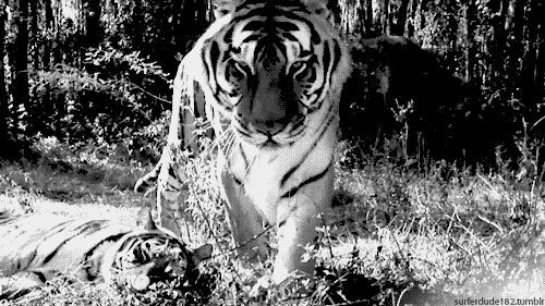 tiger,nature,animal,wildlife