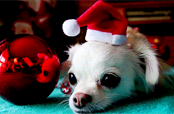 tired,animals,puppy,christmas animals,animal christmas,christmas hat