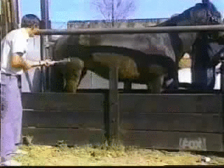wcgw,horse,brand,stand