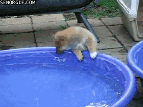 dog,cute,animals,puppy,pool