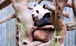 panda,animals,animal,bear,lazy,chilling,panda bear,giant pandas