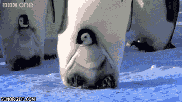 penguins,funny,cute