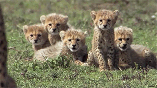 cheetah,hungry,cubs