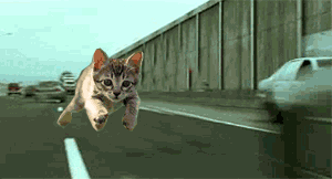 running,highway,cat
