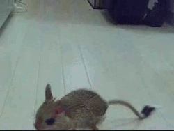 motherfucker,mouse,look,album,kangaroo