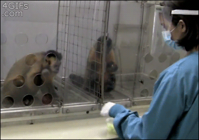 experiment,protest,cage,reaction,animals,food,monkey,lab