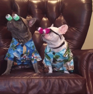 french bulldog,french bulldogs,hawaiian shirt,dogs,know,dogs in costumes