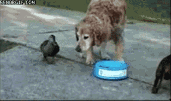 good,dog,food,looks,ducks,nom nom nom