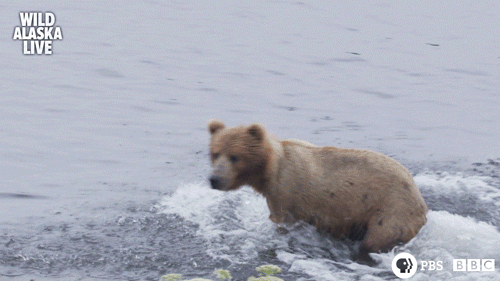grizzly bear,sleepy bear,cute,animal,bbc,bear,bbc one,furry,wildlife,alaska,alaska live,bear cub,skill
