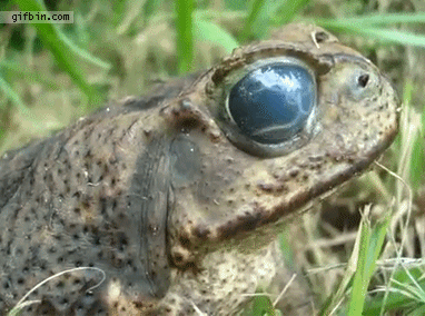 frog,worm,eye,gross