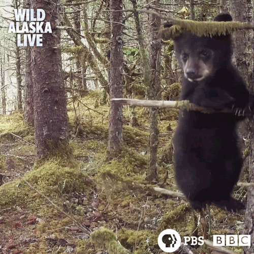 bear,cute,animals,bbc,bbc one,wildlife,alaska,alaska live,live tv,brown bear