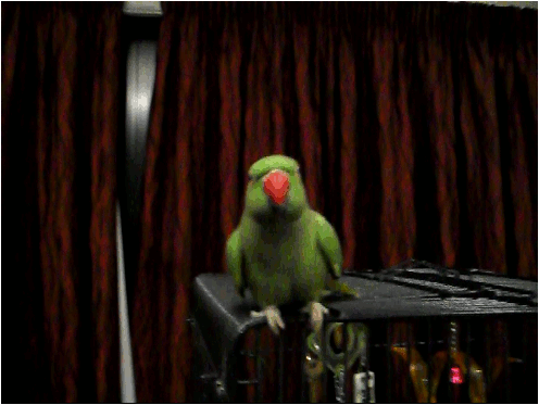 Попугай танец танцует гифка.
