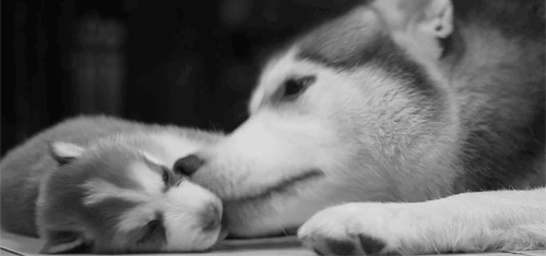 love,dog,black and white,baby,animal,puppy,adorable,sweet,husky