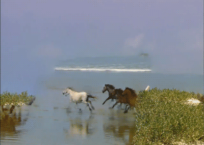 horses,animation,glitch,nature,i have no idea what happened to this but ok