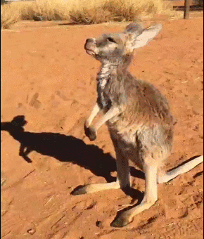 baby,kangaroo,buddy