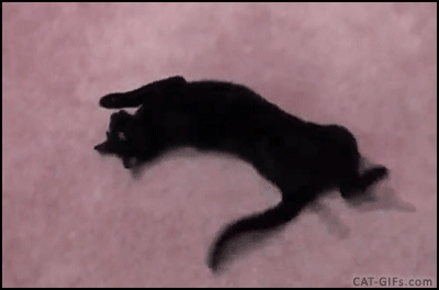 Коты перед смертью уходят. Черный кот потягивается. Черная кошка потягивается. Котенок падает. Кот гиф.