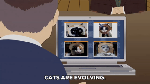funny,cats,memes,confused,computer,worried,bread cat
