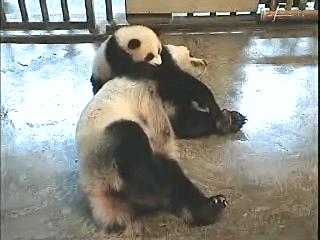 animals,panda,shaking,wake,cub