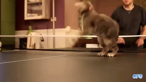 cat,play,tennis