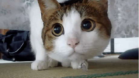 no,cat,eyes,big eyes
