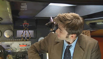 cat,doctor who,kitten,the doctor,david tennant