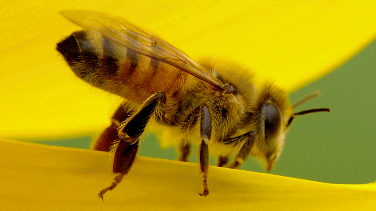 bee,nature