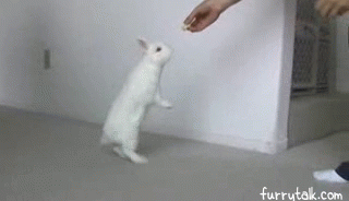 Кролик гиф. Танцующий кролик. Танцующие кролики. Танцующий кролик гиф. Кролик стучит лапой
