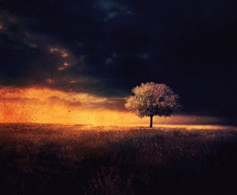 tree,field