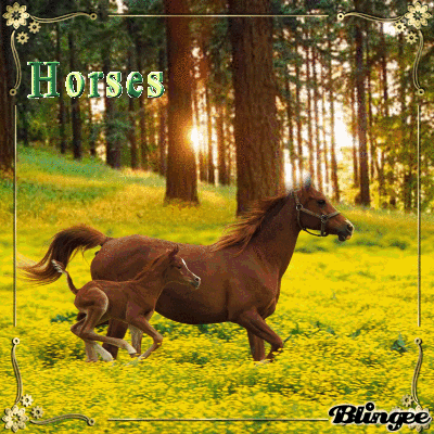 brown,picture,horses