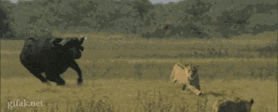 bull,lions,buffalo,chase,scenes,deleted