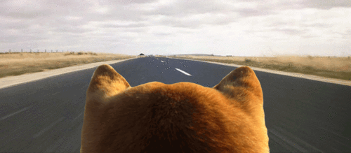 road,highway,dog,pizza,boo