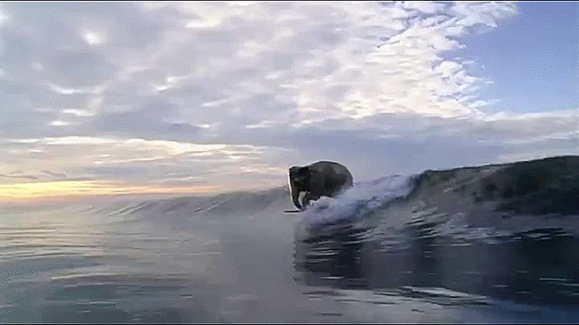 elephant,surfing