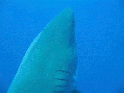 shark,huge,biggest great white recorded,great white shark,giant