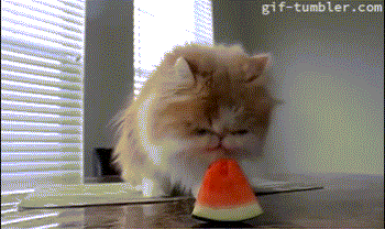 cat,eating,watermelon