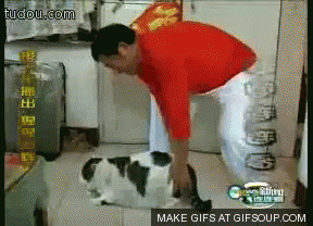 cat,nope,fat,japanese tv
