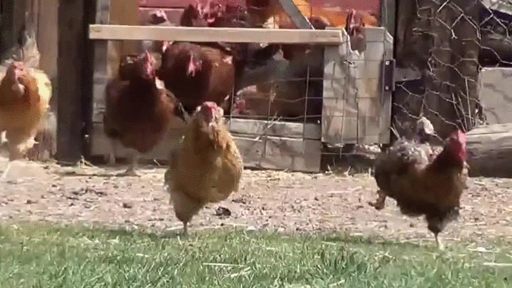 chicken,escape