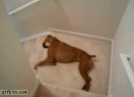 animals being dicks,yahoo,funny,dog,animals,animals being jerks,stairs