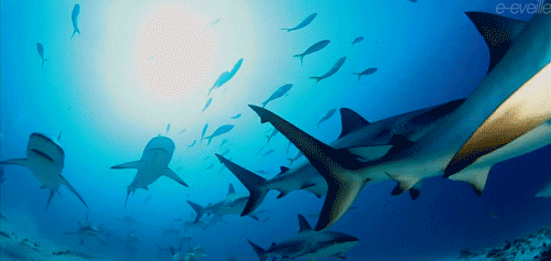 underwater,predator,animals,shark