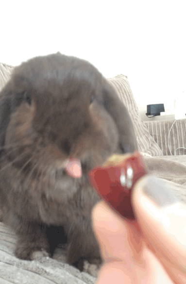 tongue,internet,bunny