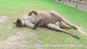 scratch,kangaroo,perfect,back