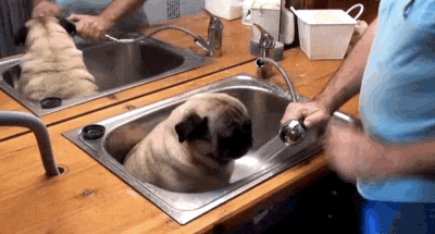 pug,time,mr,bath