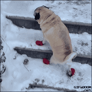 snow,stairs,dog