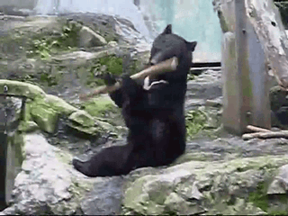 bear,fu,kung