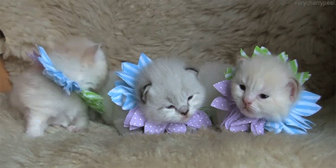 kitten,kittens,cat
