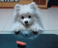 curious,animals,adorable,fluffy white dog,pushes object