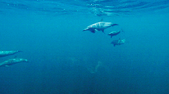 dolphins,the blue planet,spotted dolphins