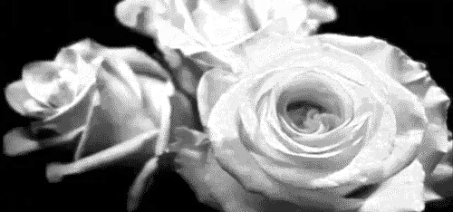 roses,black and white,nature,flowers,flower,rose